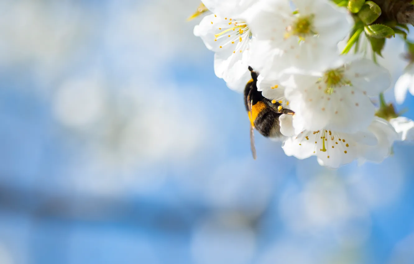 Photo wallpaper macro, flowers, spring, white, bumblebee, flowering, blue background, bokeh