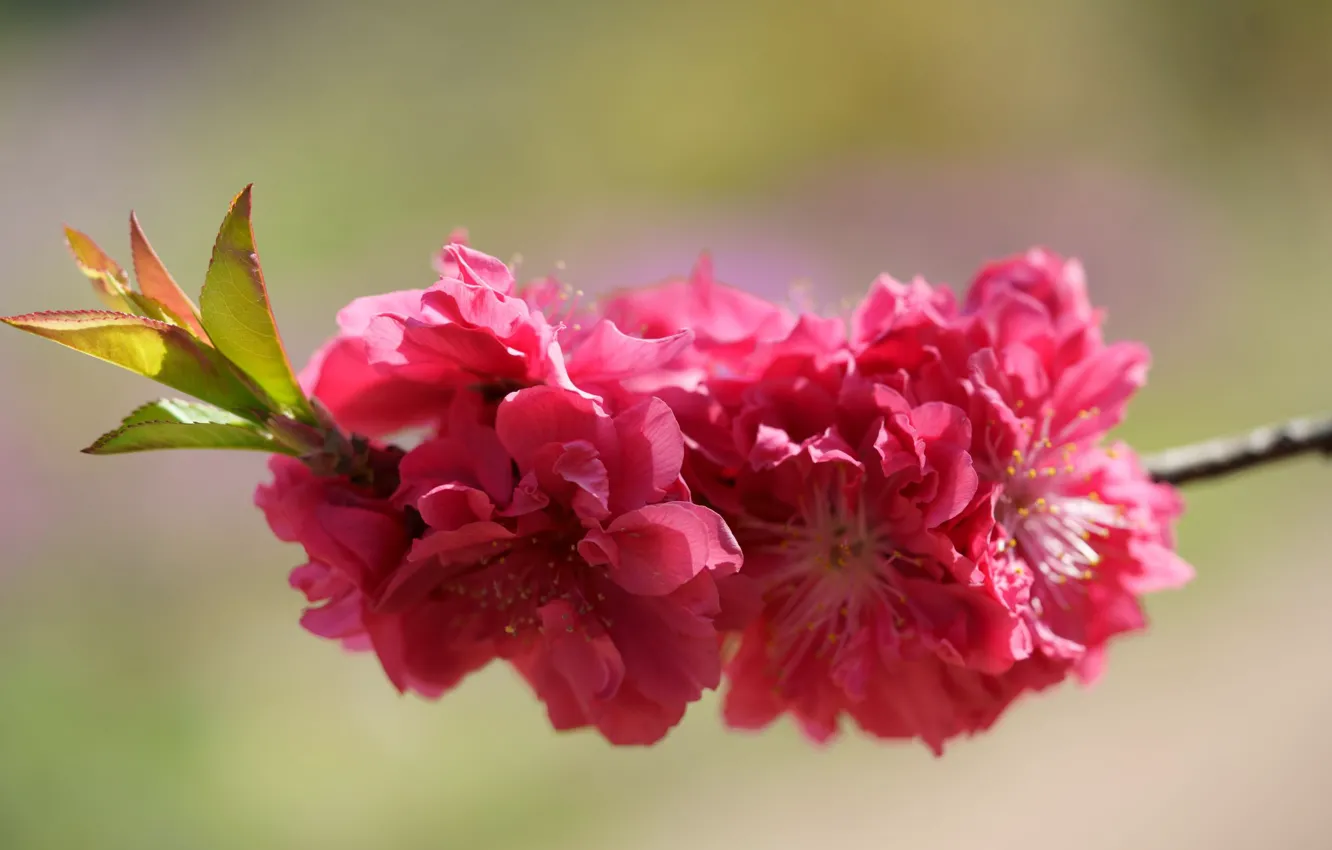 Photo wallpaper flowers, branches, red, background, bright, spring, Sakura, pink