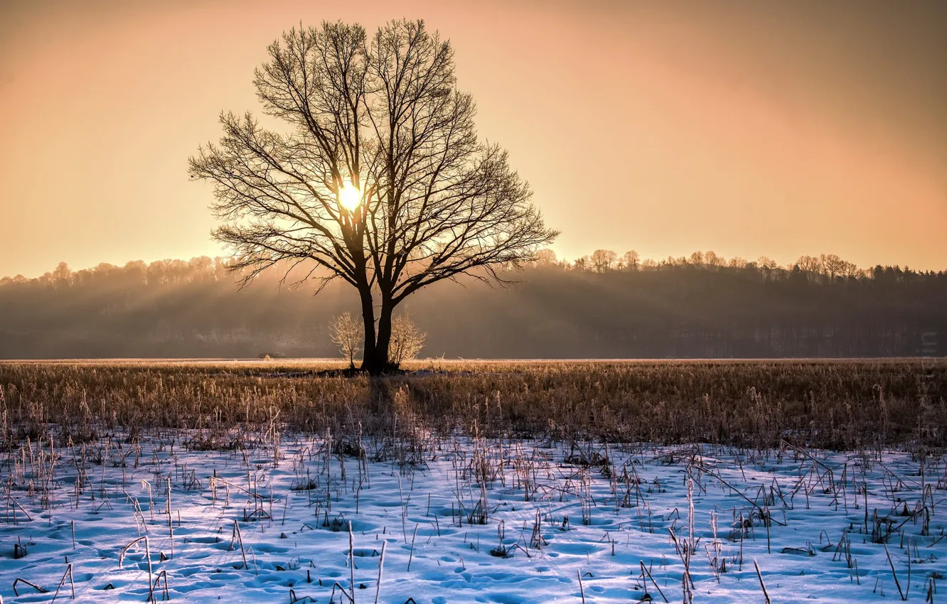 Photo wallpaper winter, light, tree, morning