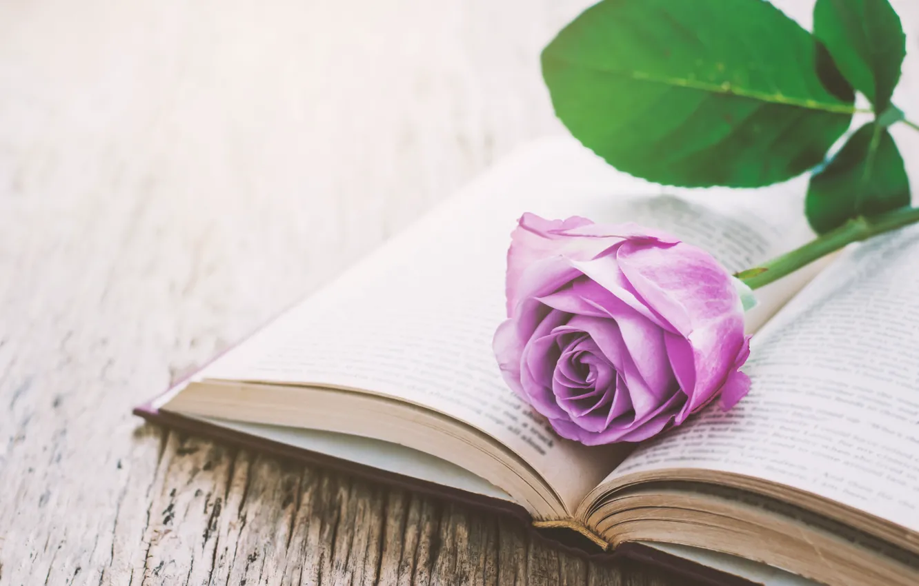 Photo wallpaper flowers, roses, book, love, vintage, flowers, romantic, purple