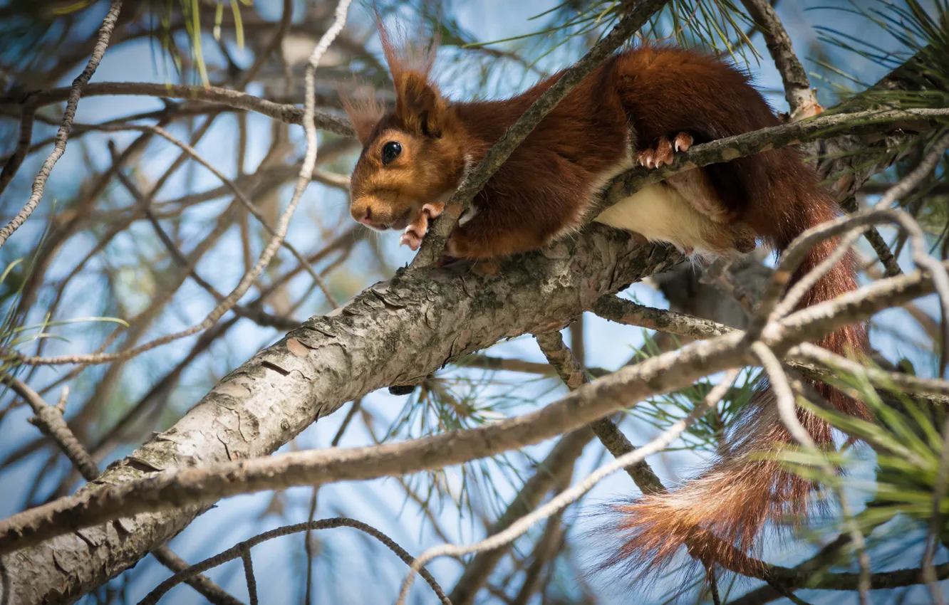 Photo wallpaper the sky, branches, nature, tree, animal, protein, animal, rodent