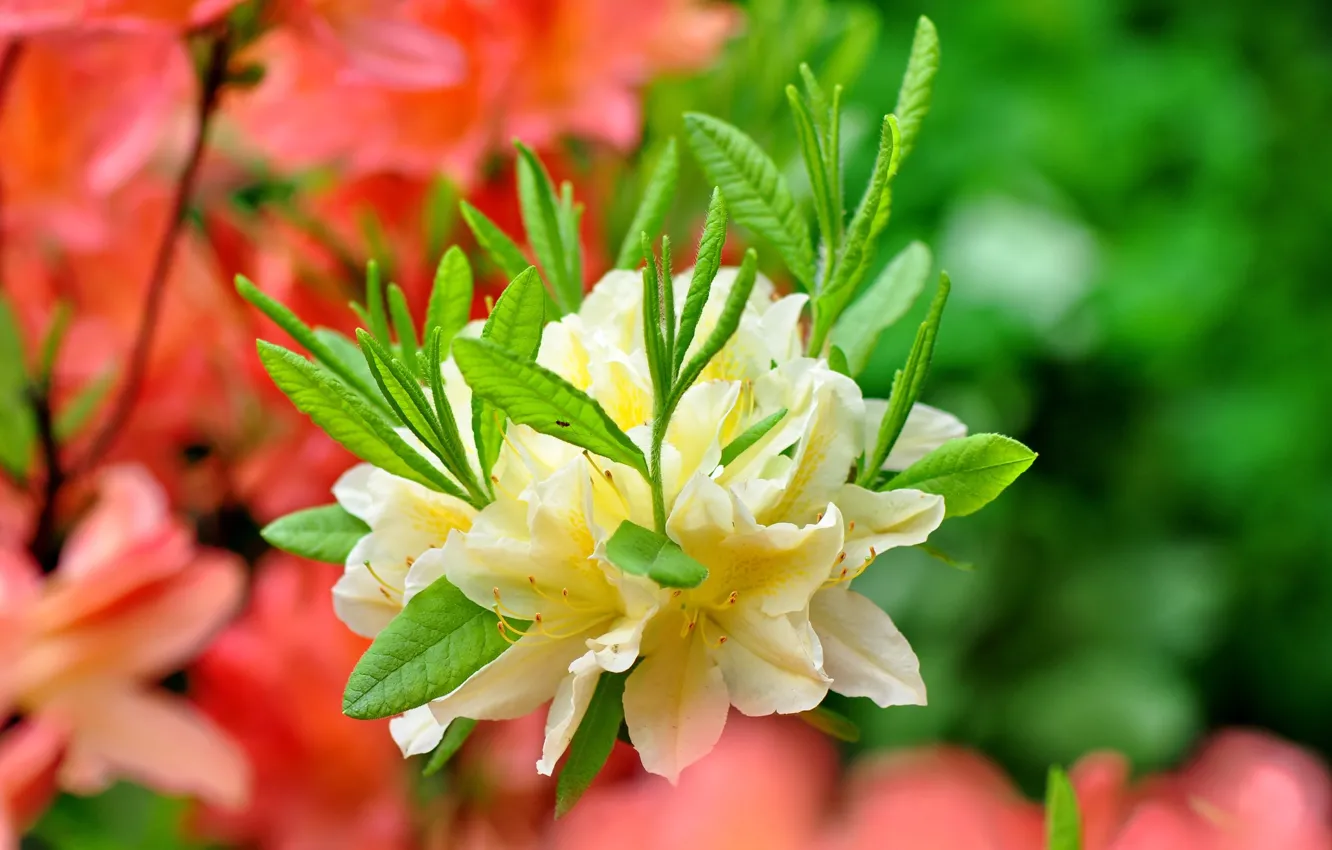 Photo wallpaper macro, yellow, Azalea, rhododendrons