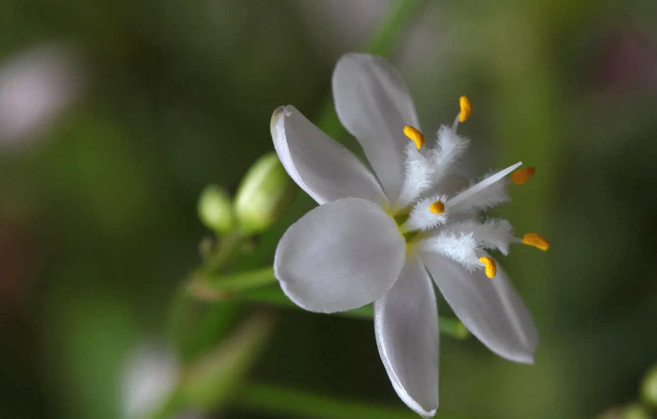 Photo wallpaper flowers, nature, plant, petals