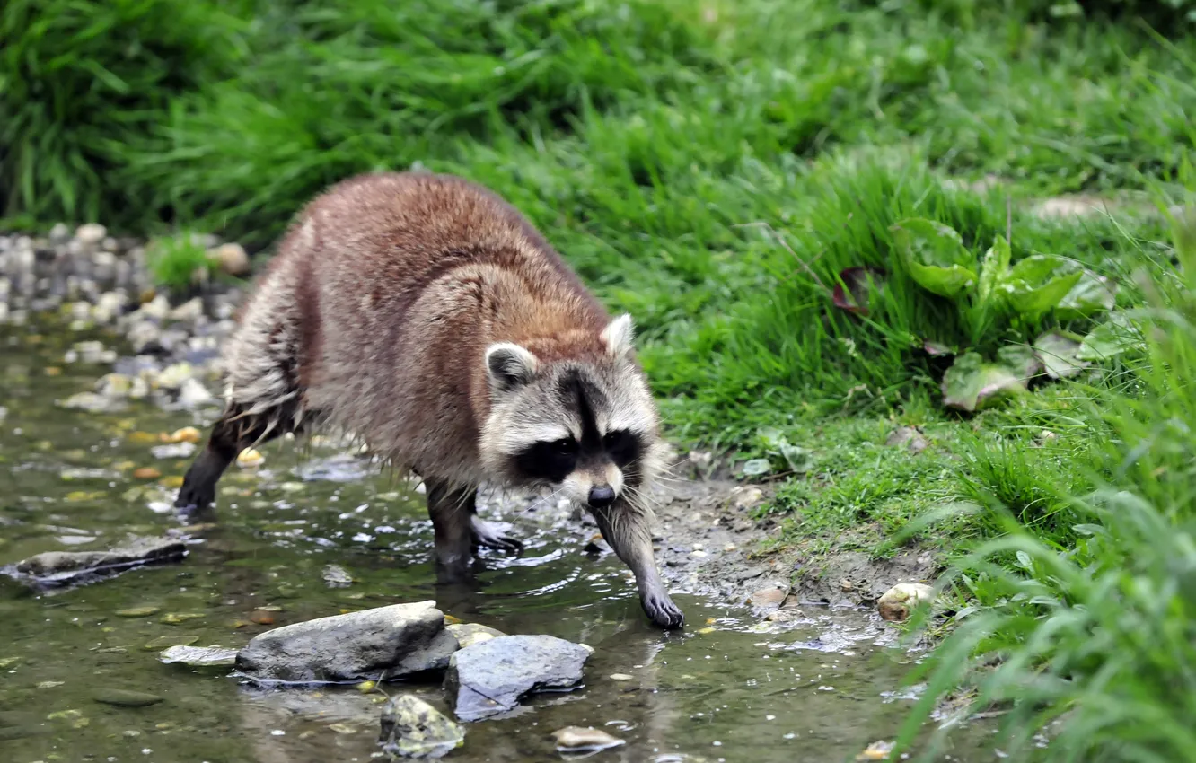 Photo wallpaper grass, stream, stones, wet, raccoon