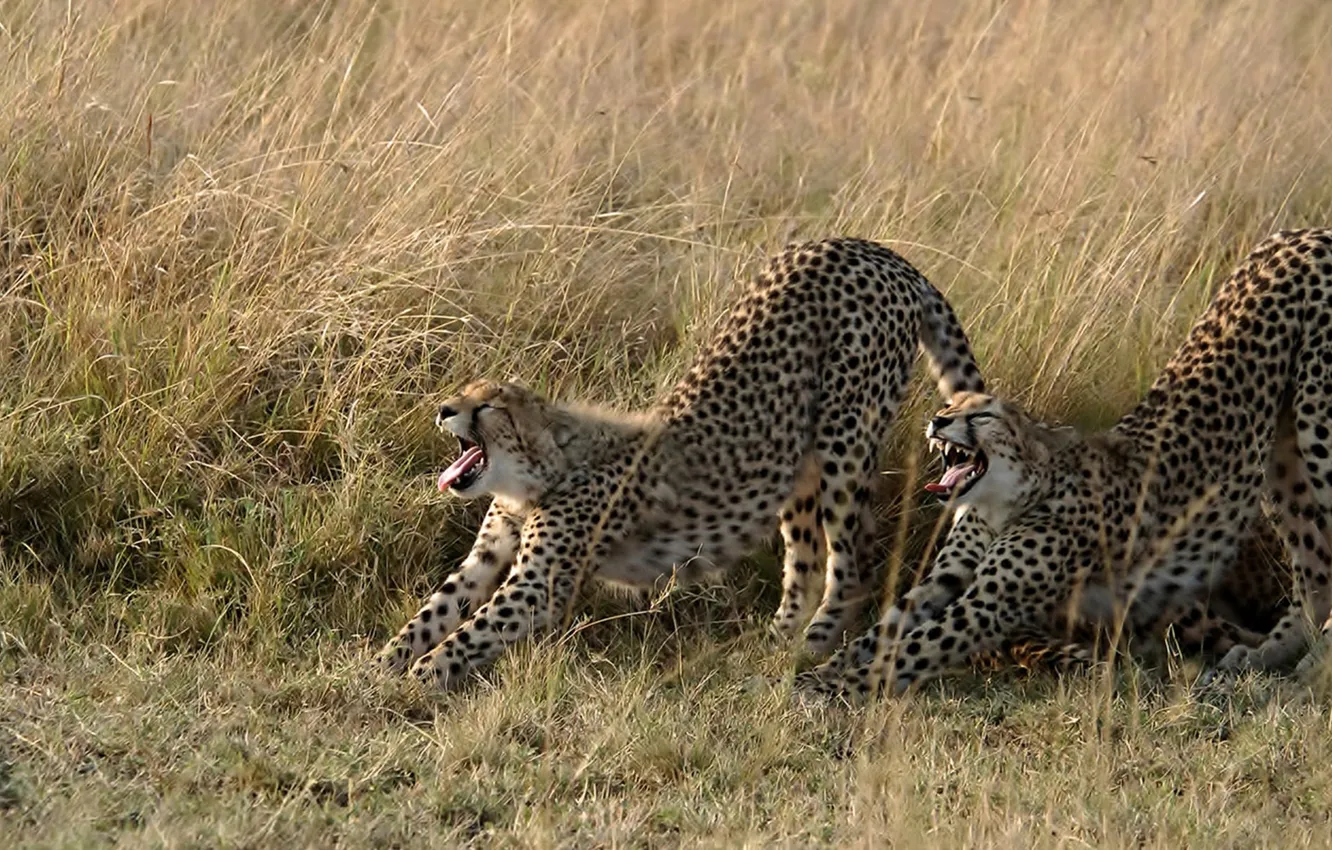 Photo wallpaper cat, grass, Cheetah, Savannah