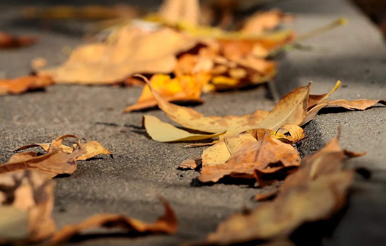 Photo wallpaper autumn, asphalt, leaves