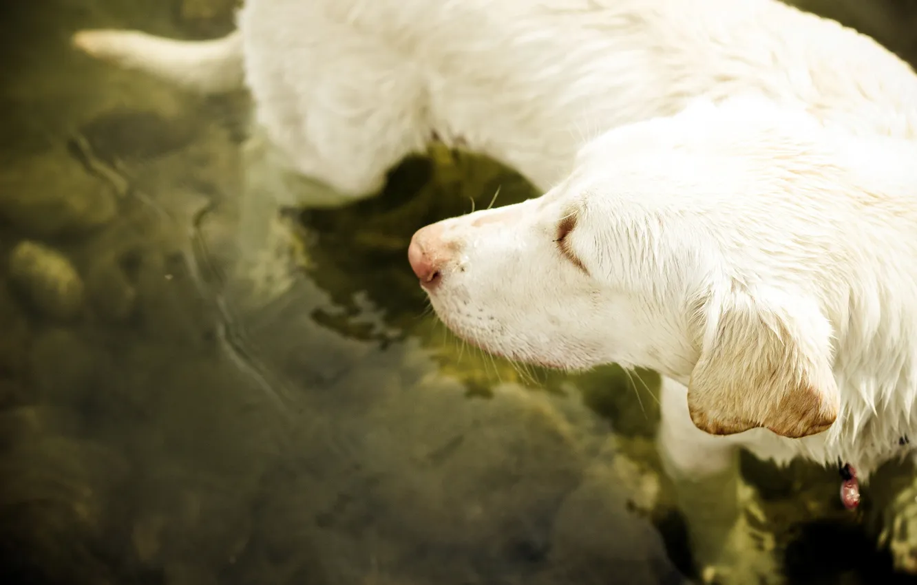 Photo wallpaper background, each, dog