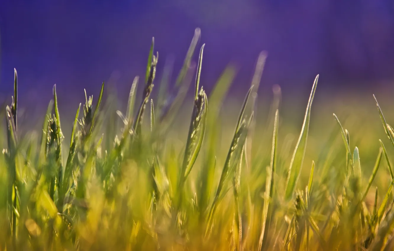 Photo wallpaper summer, grass, macro