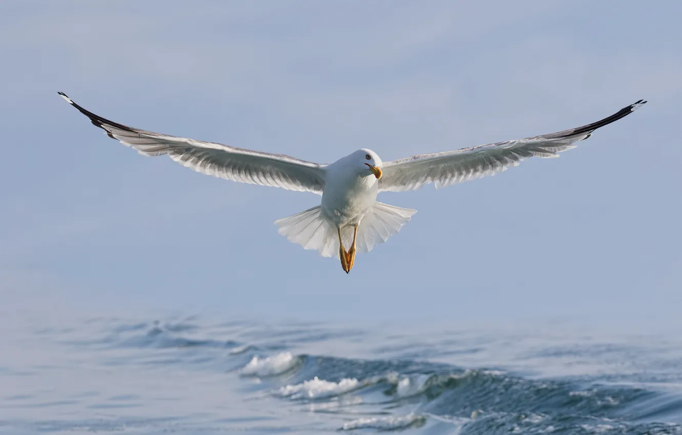 Photo wallpaper sea, water, flight, bird, seagulls, wings