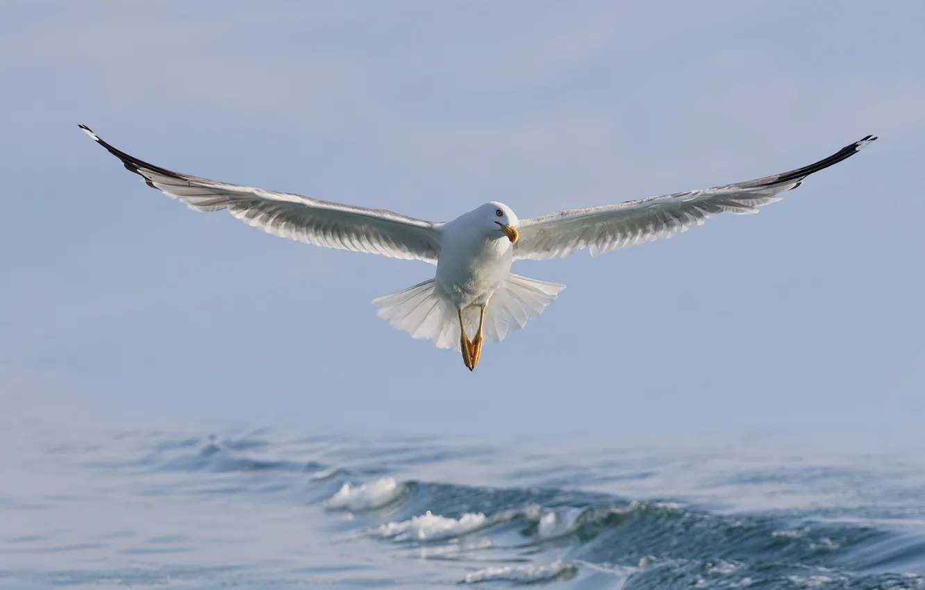 Photo wallpaper sea, water, bird, wings, Seagull, flight