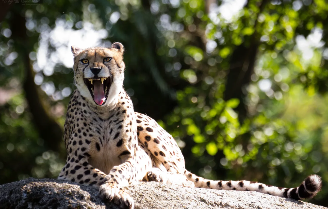 Photo wallpaper cat, stone, mouth, Cheetah, fangs