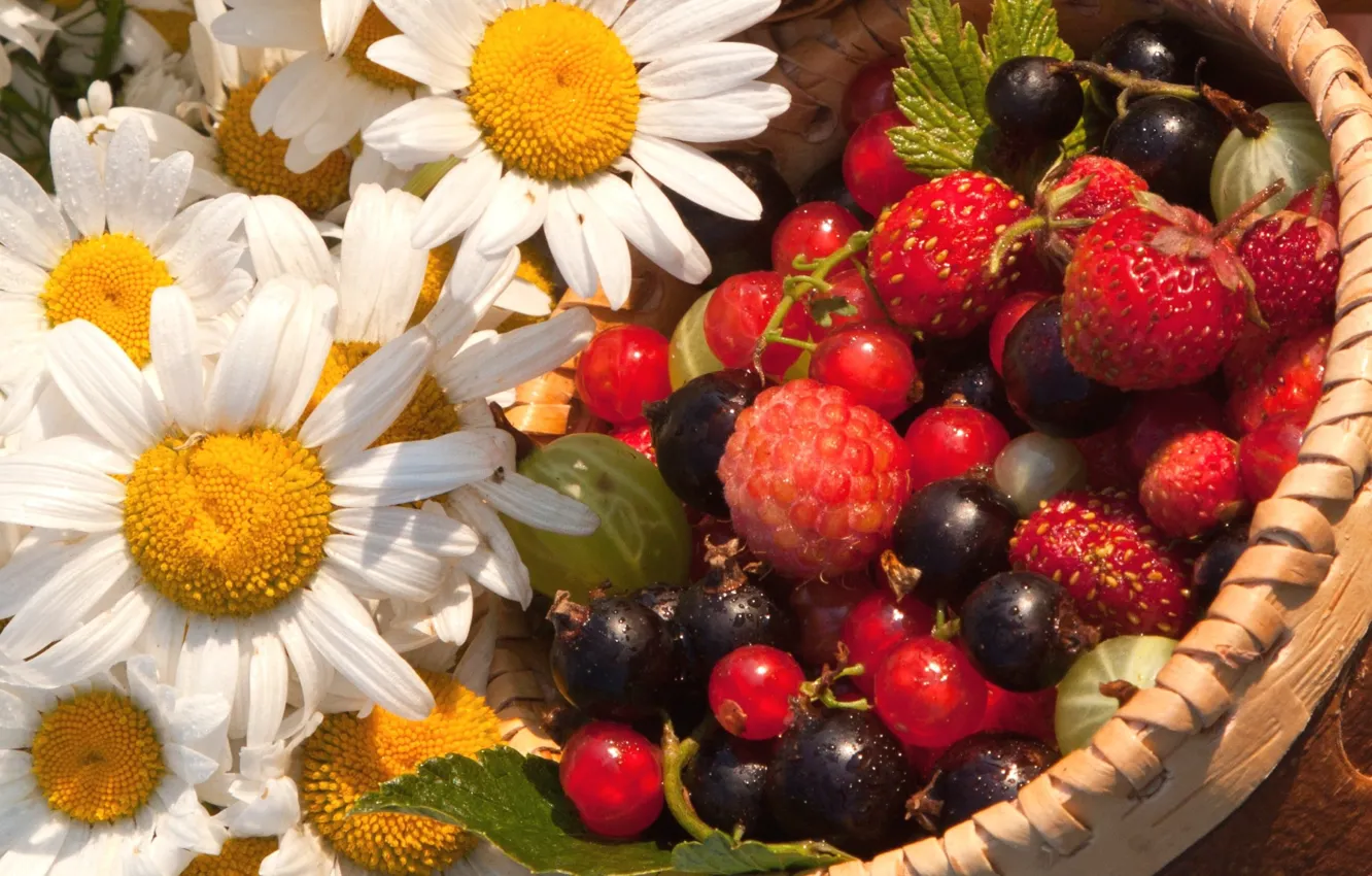 Photo wallpaper flowers, berries, chamomile