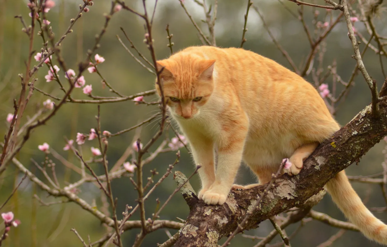 Photo wallpaper cat, cat, branches, tree, spring, red, on the tree