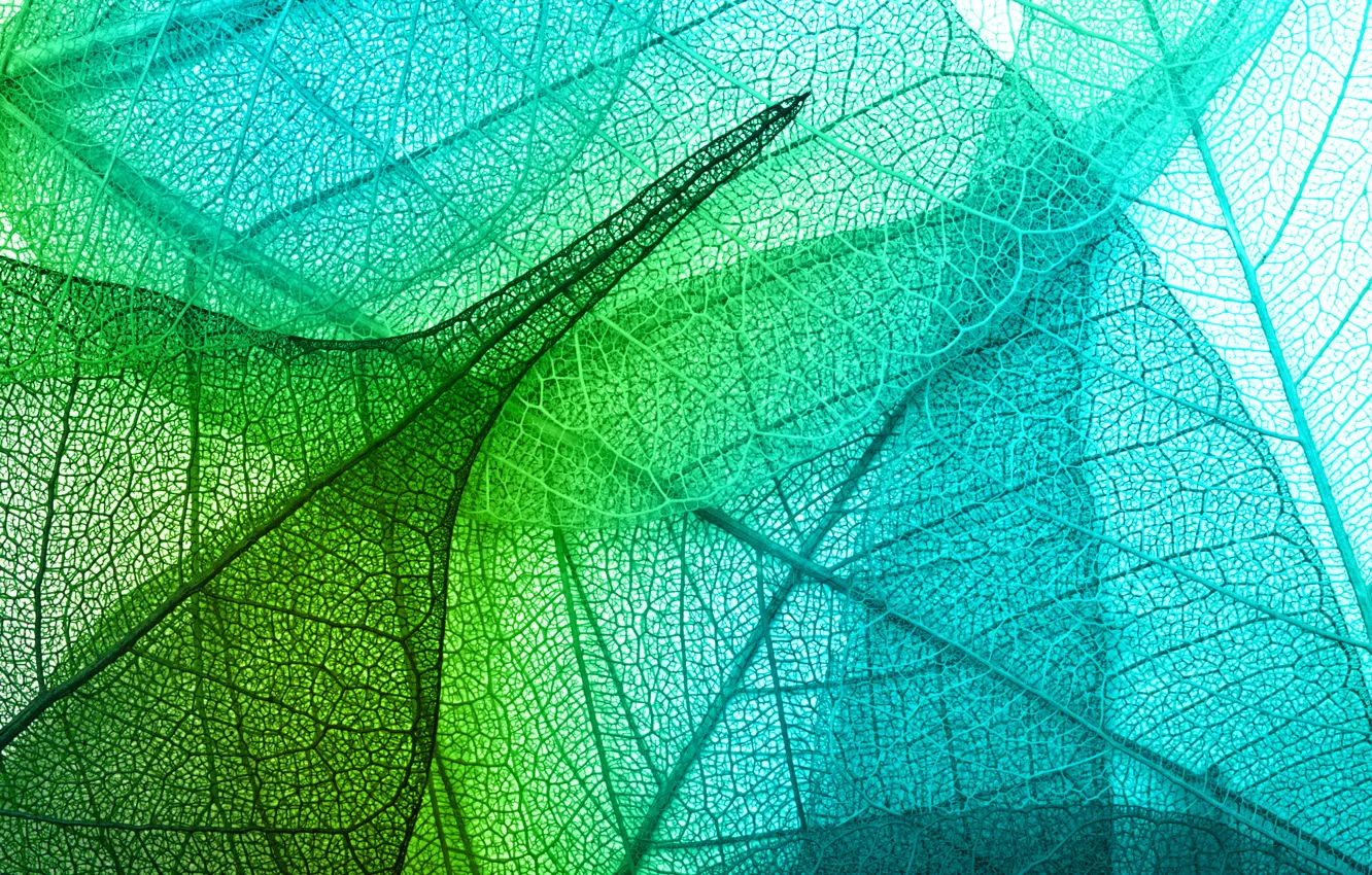 Photo wallpaper leaves, green, leaves, macro, transparent