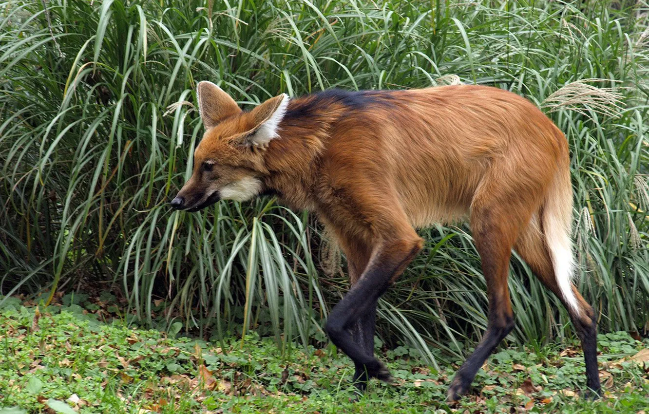 Photo wallpaper fox, animal, Maned wolf