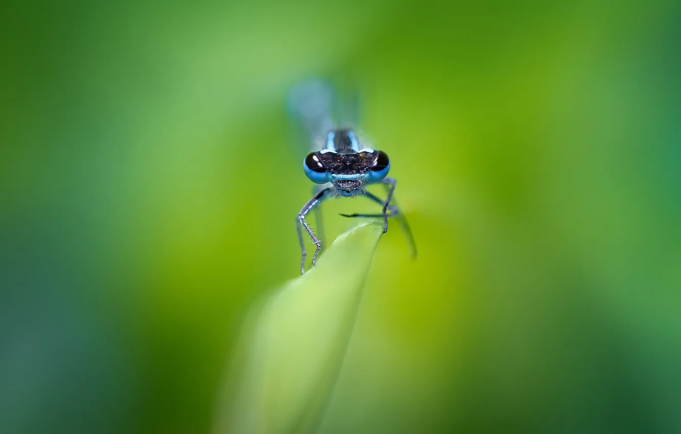 Photo wallpaper nature, background, dragonfly, insect