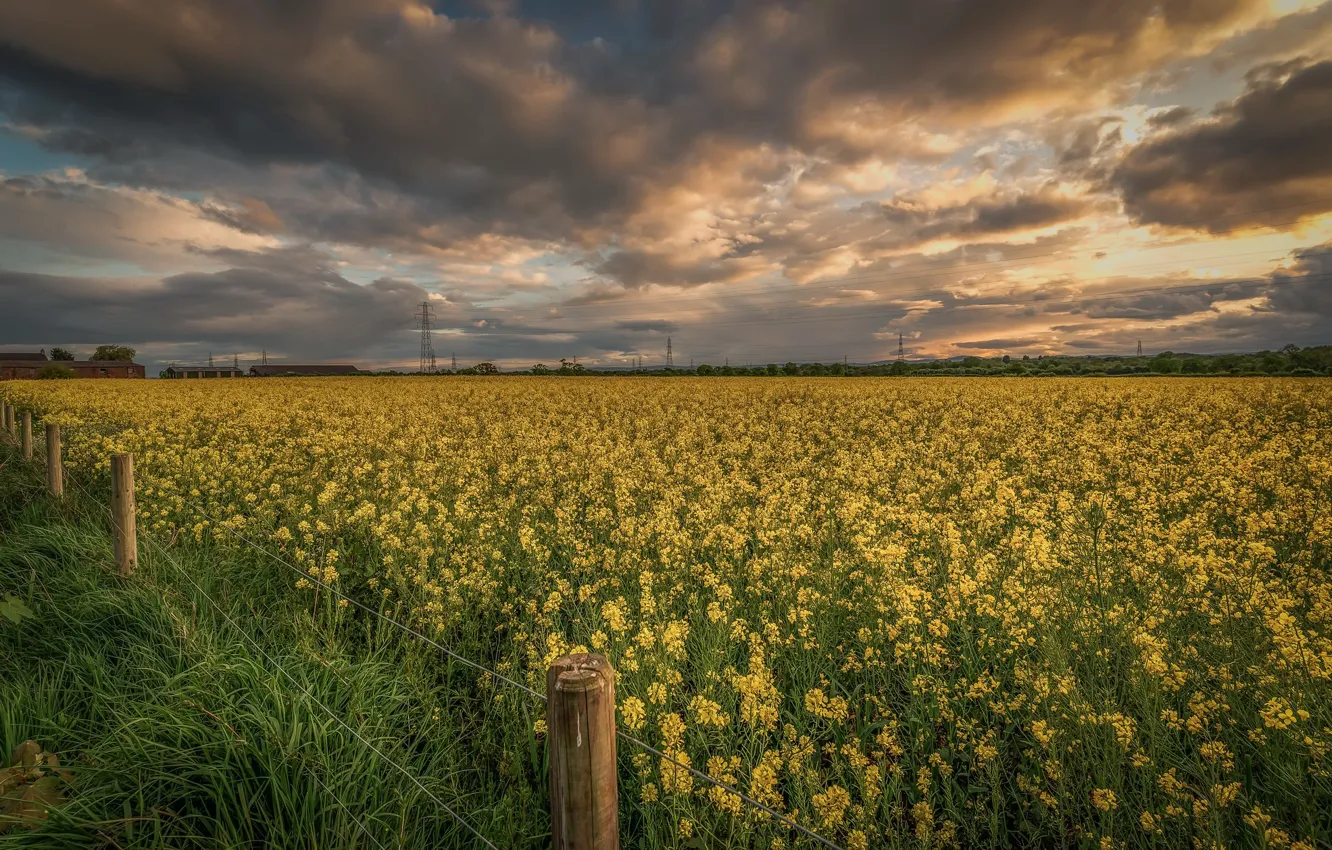 Photo wallpaper field, summer, rape