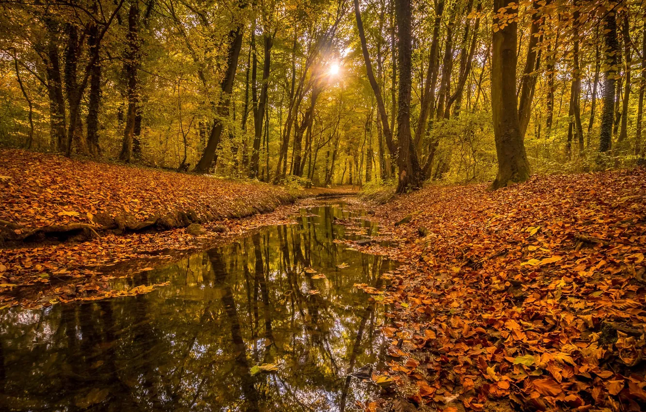 Photo wallpaper Nature, Autumn, Forest, Yellow leaves