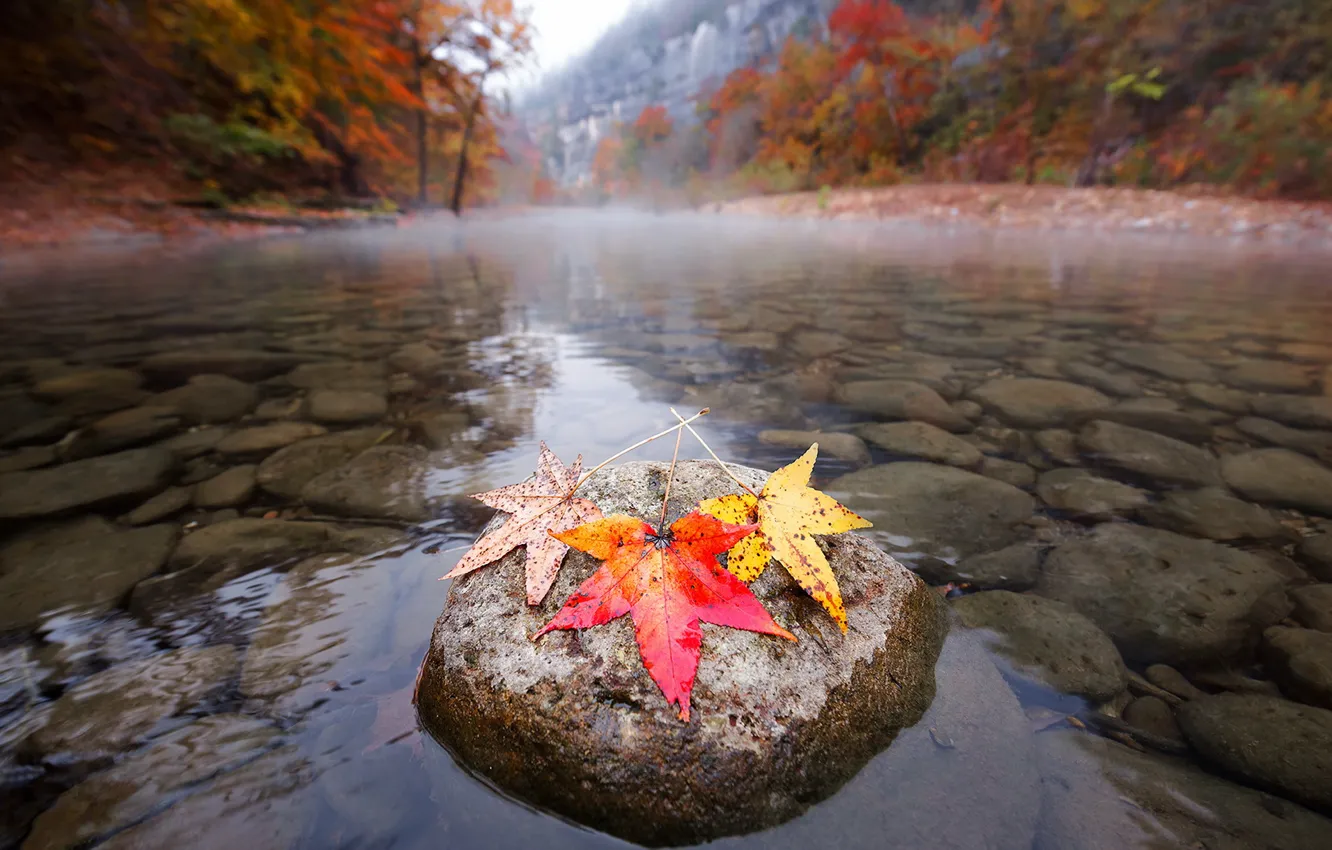 Photo wallpaper autumn, leaves, river