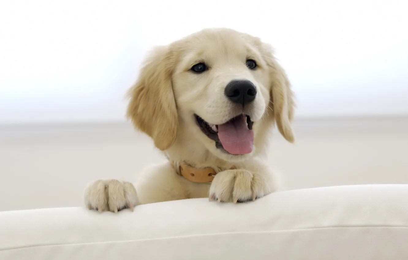 Photo wallpaper legs, muzzle, puppy, Labrador, Retriever