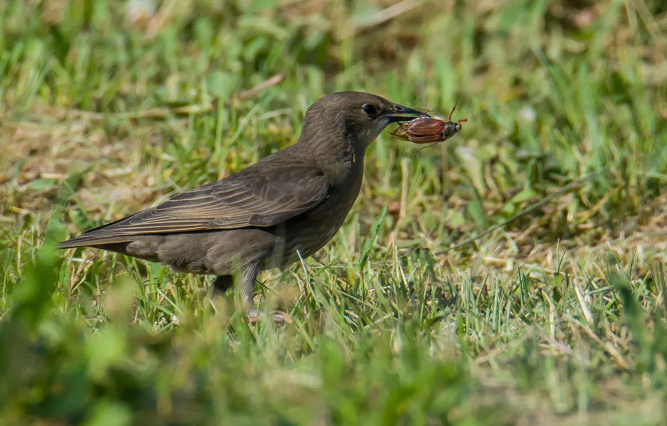 Photo wallpaper Starling, holds it in its beak, slates, beetle