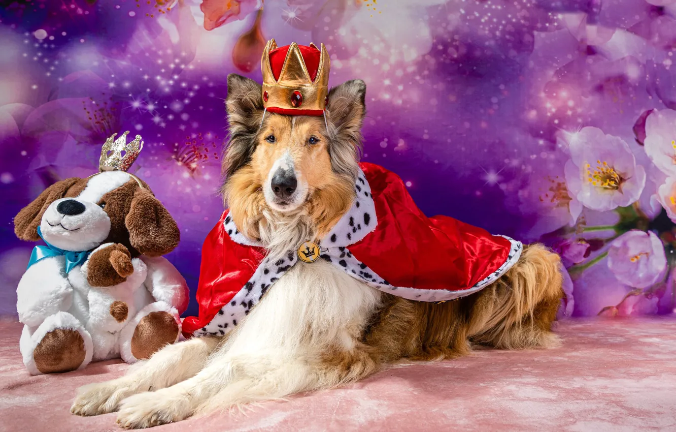Photo wallpaper dogs, look, face, pose, dog, crown, king, photoshoot