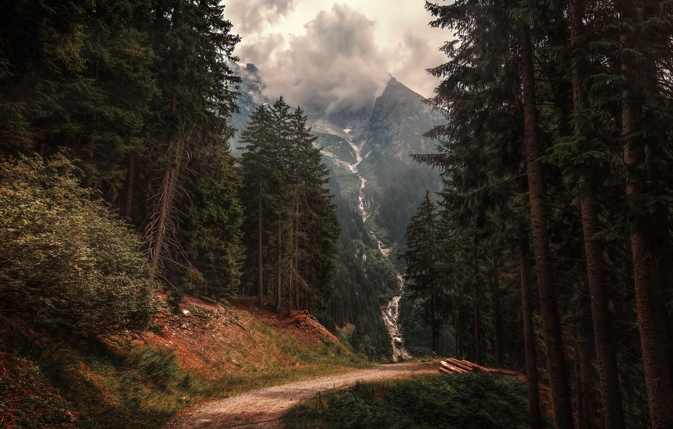Photo wallpaper forest, trees, mountains, trail, ate, Alps, Italy, Italy