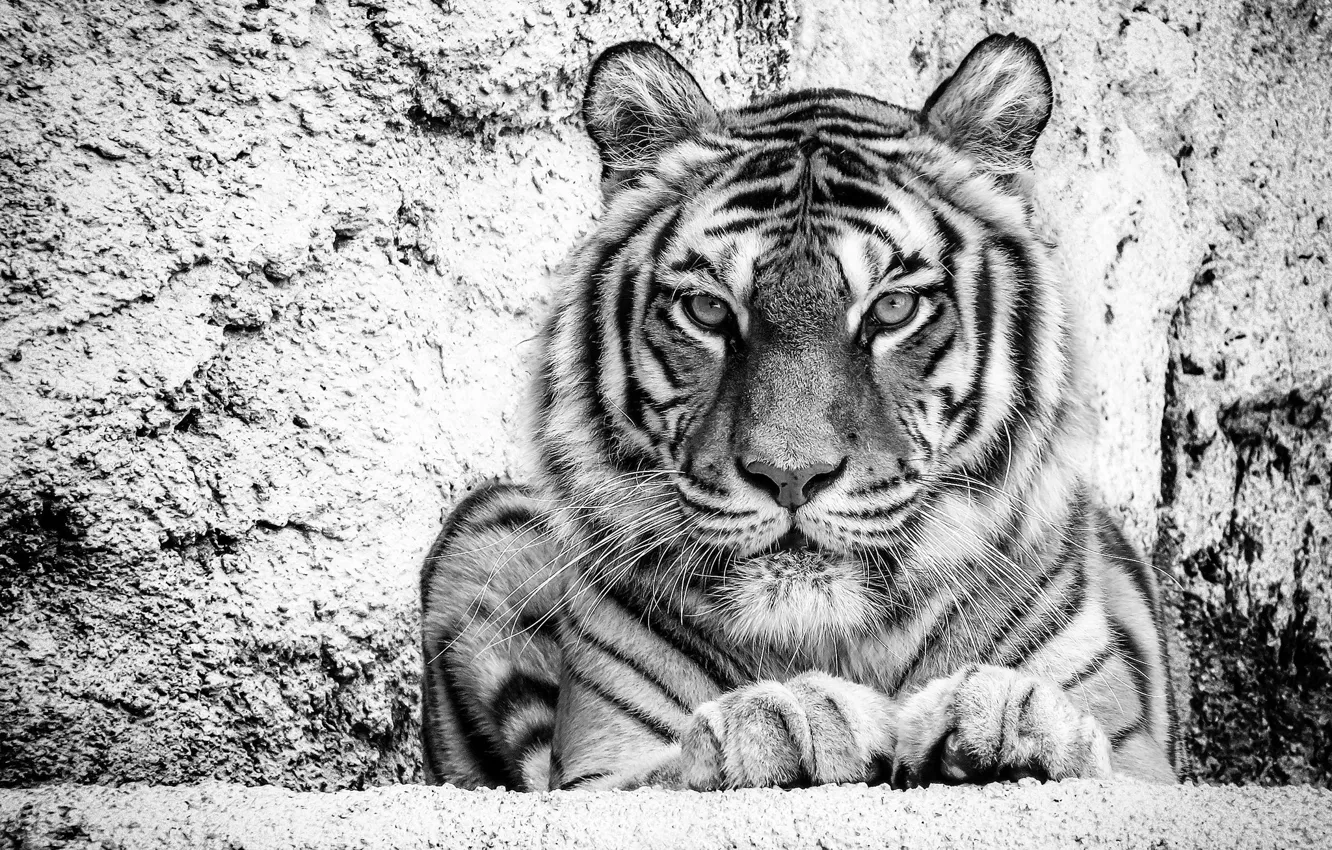 Photo wallpaper look, face, tiger, portrait, black and white, wild cat, monochrome, handsome