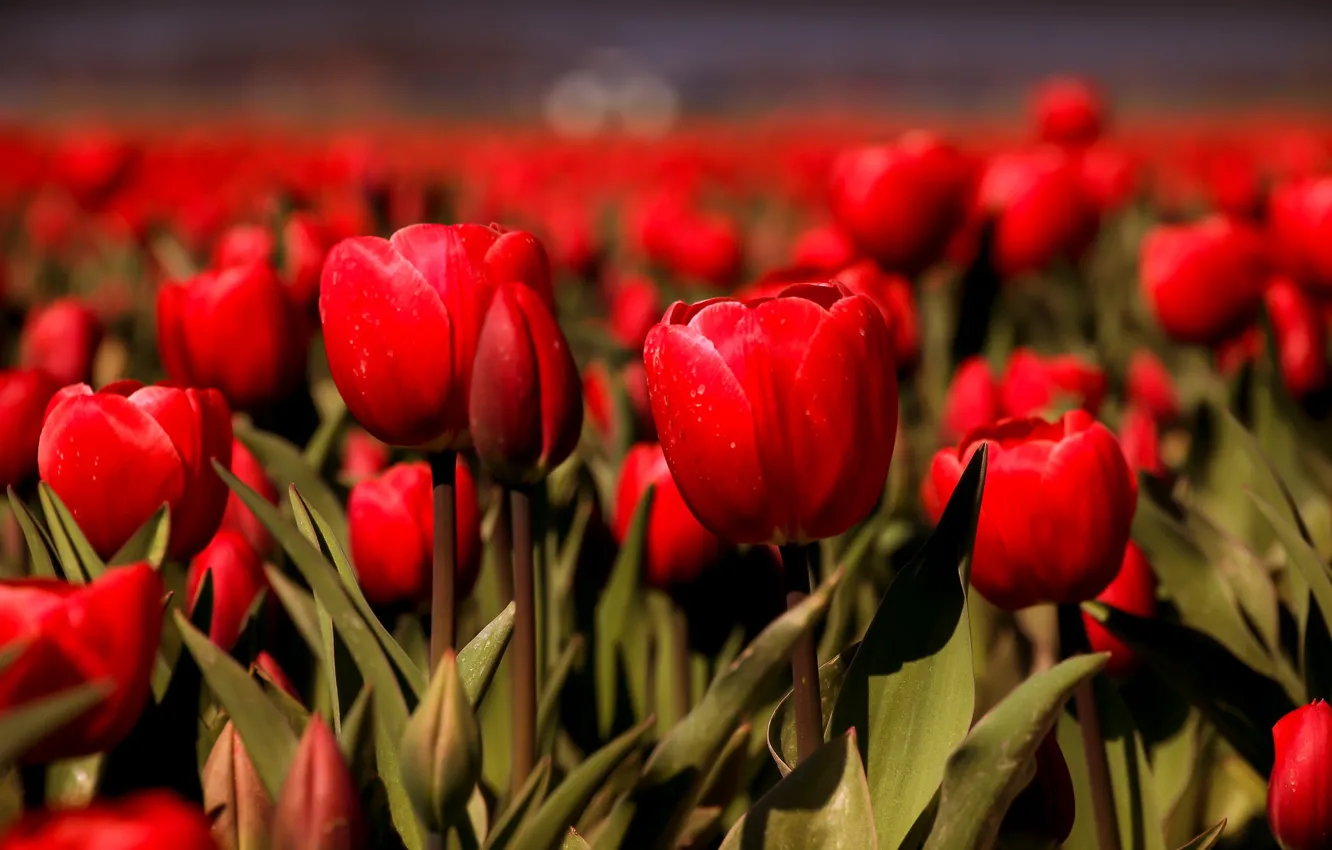 Photo wallpaper red, tulips, buds, a lot