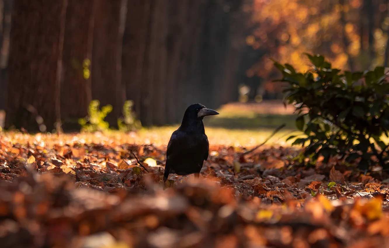 Photo wallpaper forest, nature, Park, bird, Raven, Alexander Zamyatin.