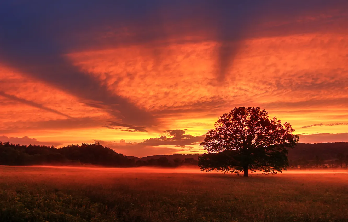 Photo wallpaper field, trees, sunset