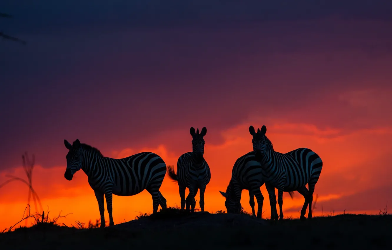 Photo wallpaper sunset, Zebra, Savannah, Africa
