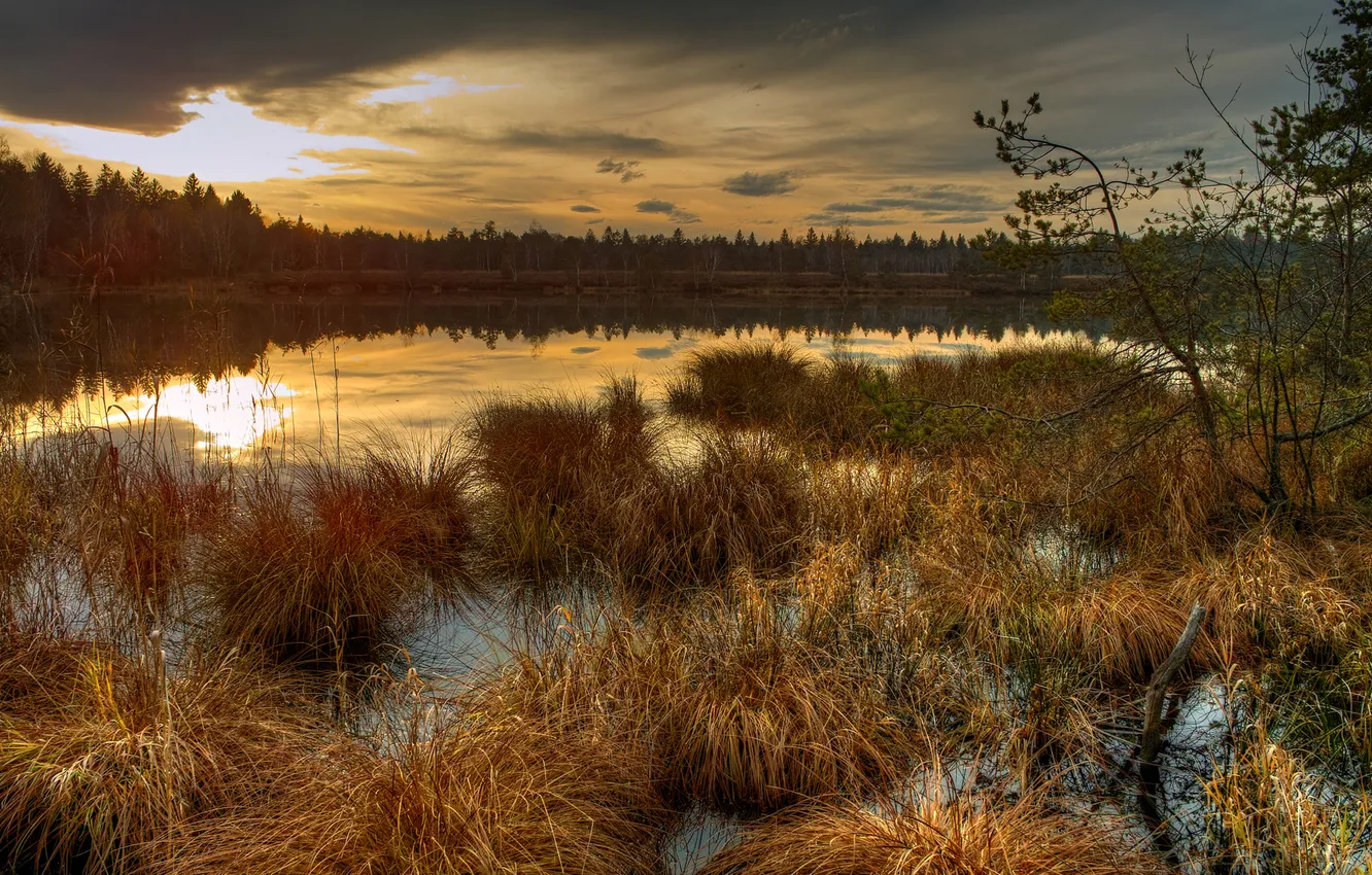 Photo wallpaper autumn, grass, sunset, swamp, Dry