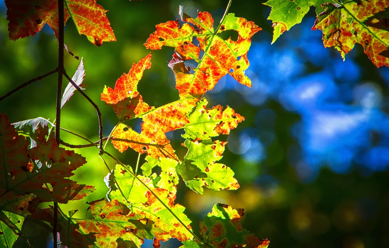 Photo wallpaper autumn, leaves, macro, light, branch
