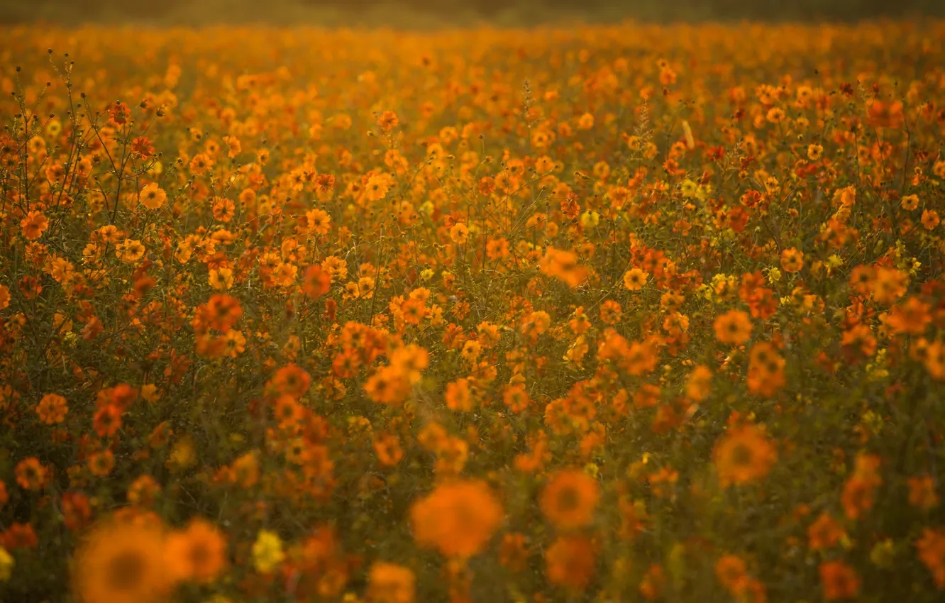 Photo wallpaper field, summer, flowers, orange, the evening