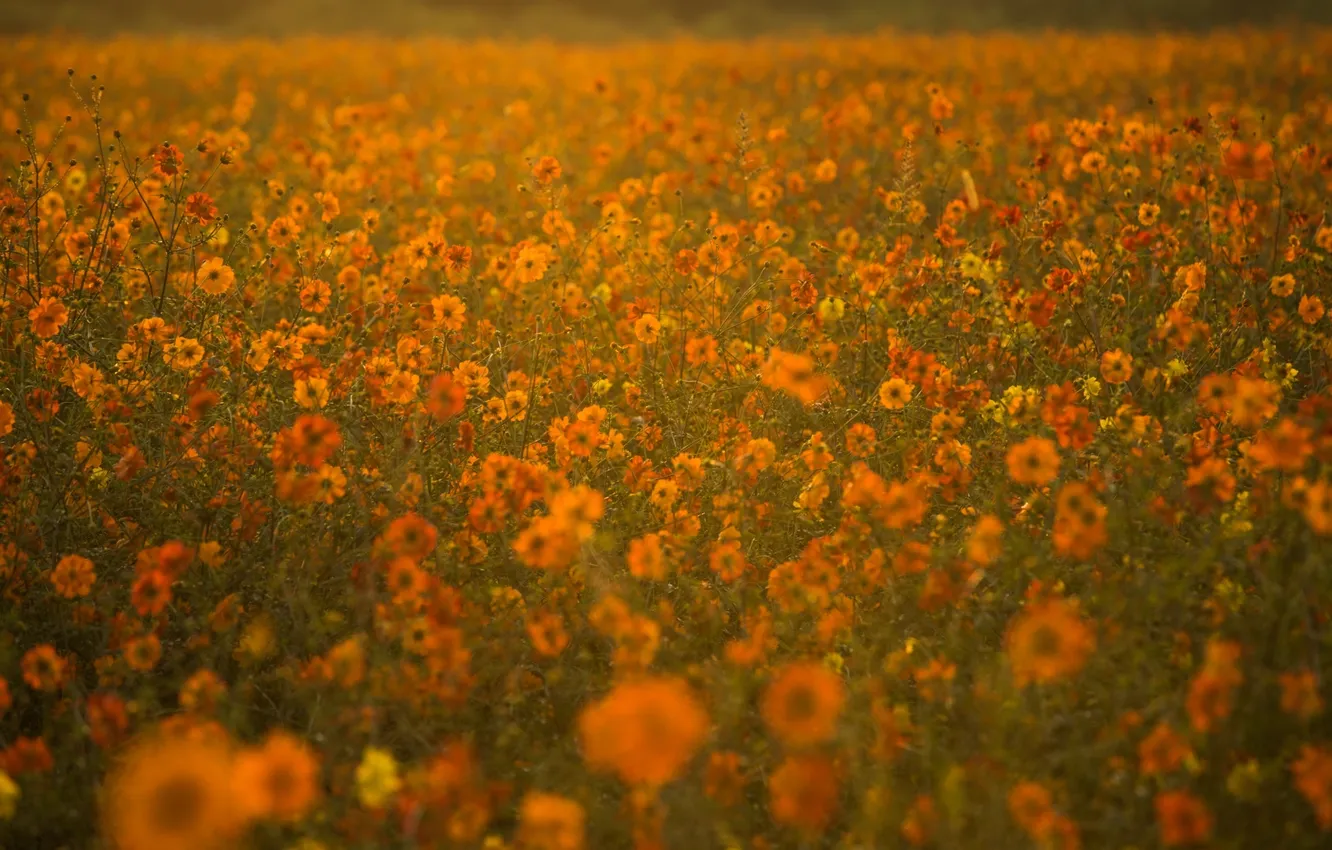 Photo wallpaper field, summer, flowers, the evening, orange