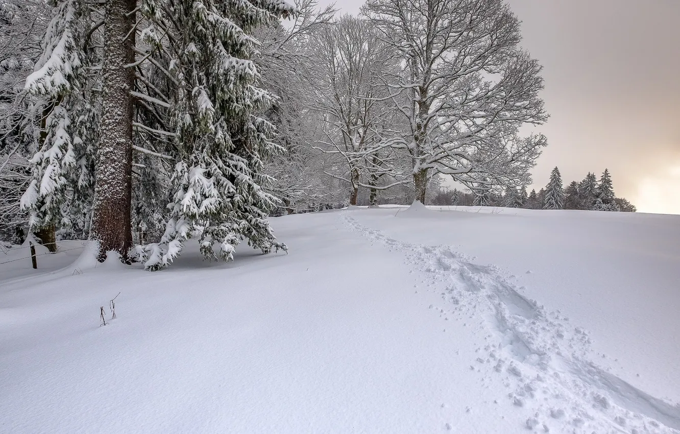 Photo wallpaper winter, snow, traces