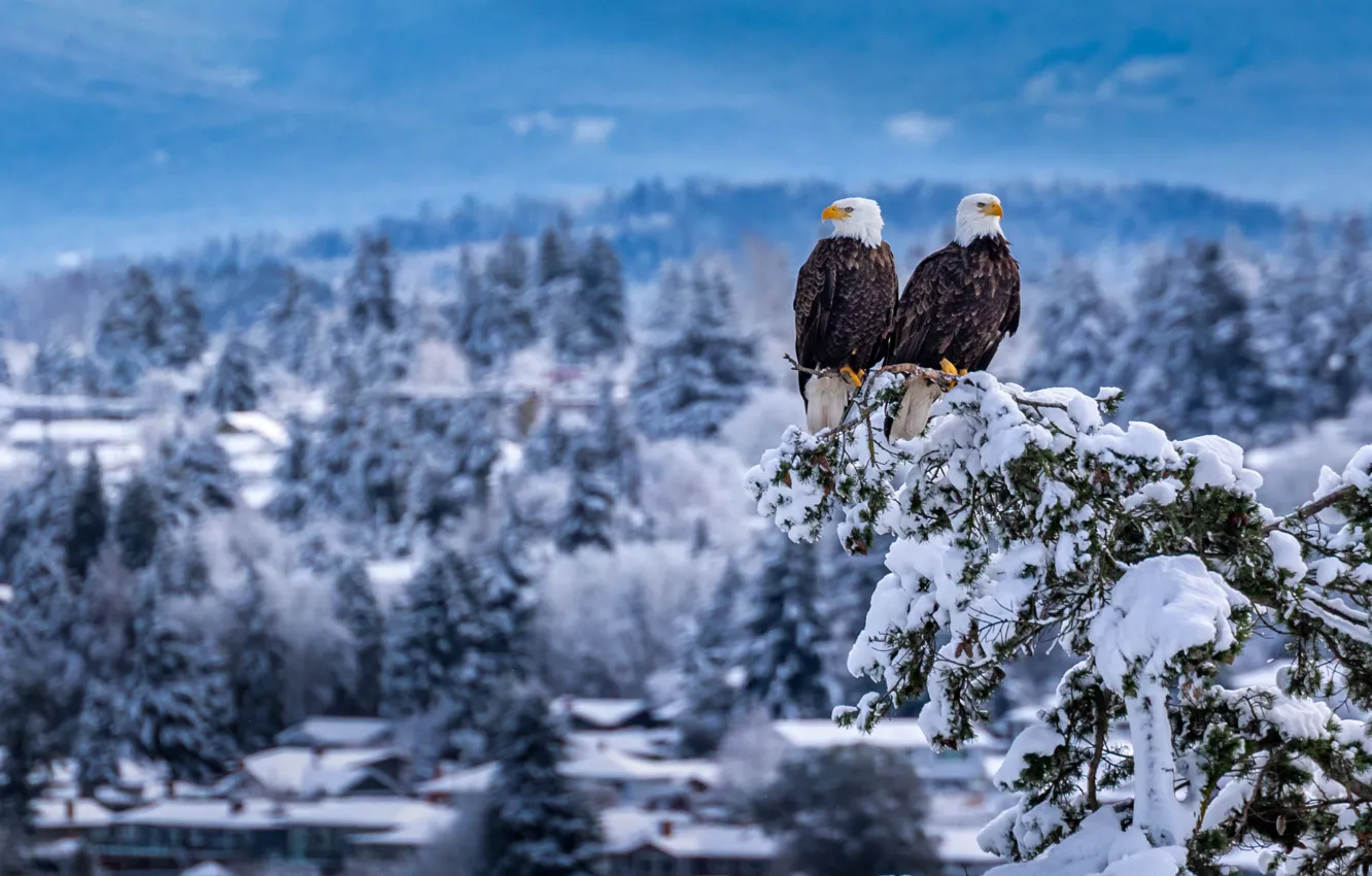 Photo wallpaper snow, branches, bird, a couple, bald eagle