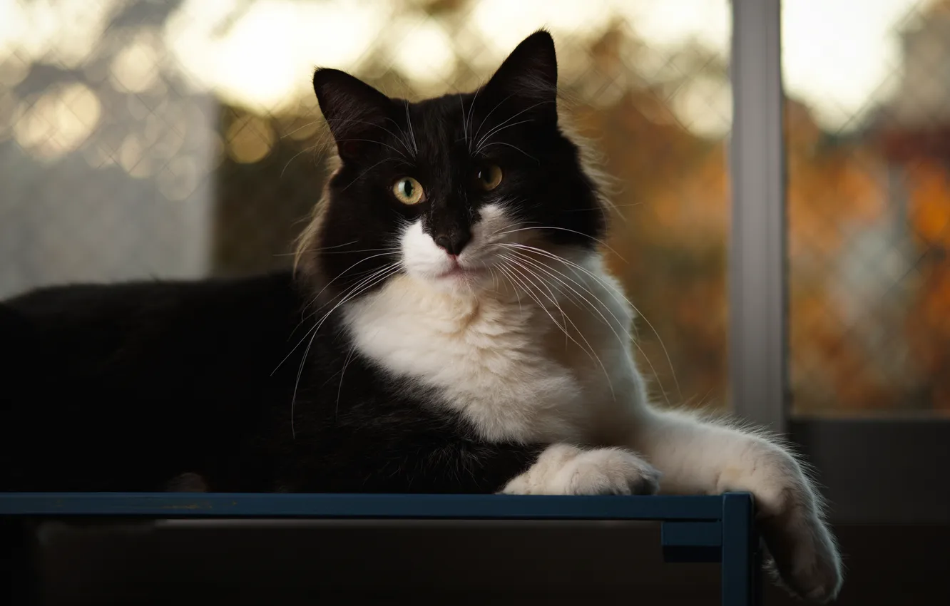 Photo wallpaper autumn, cat, cat, look, light, pose, legs, window