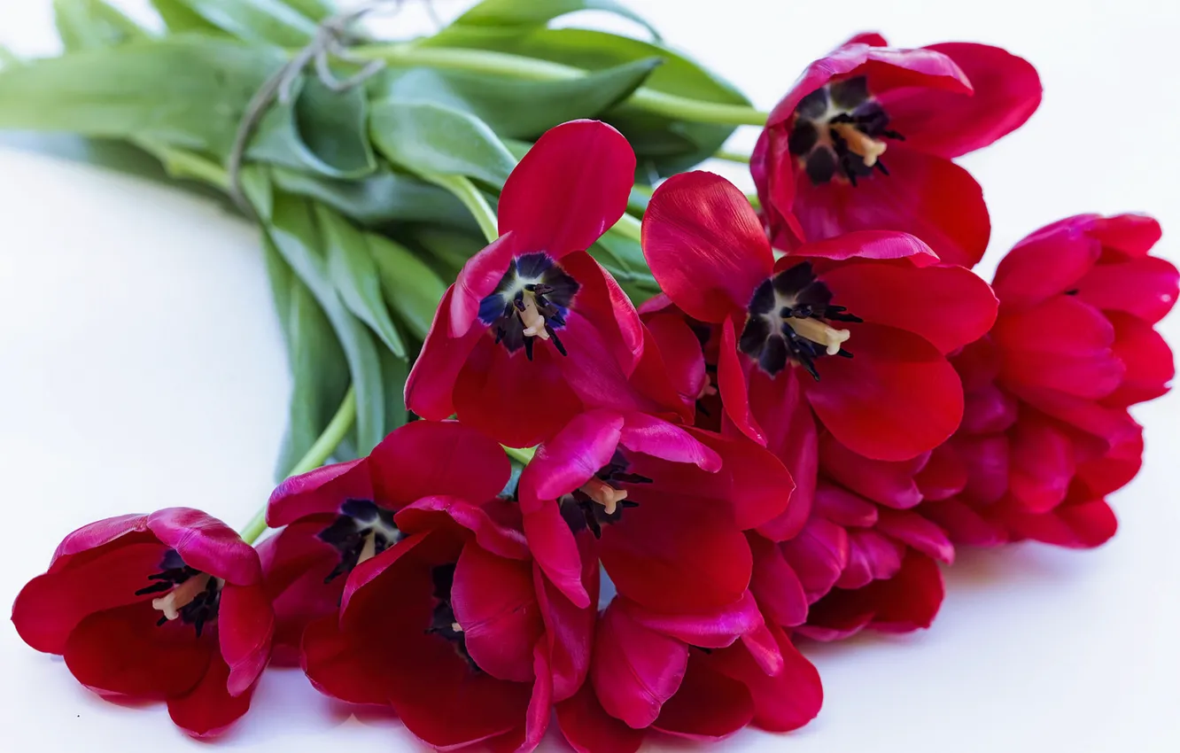 Photo wallpaper bouquet, petals, tulips, red tulips