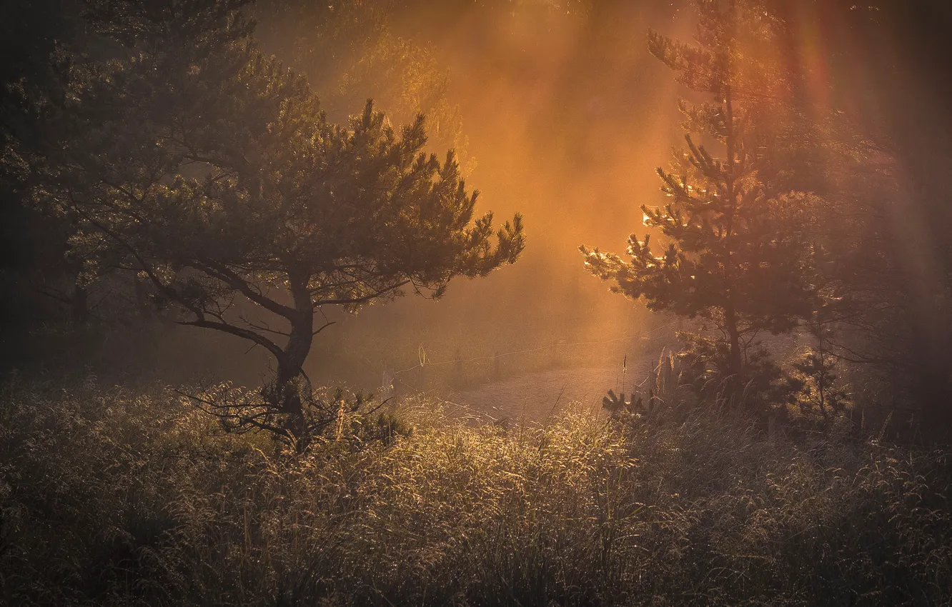Photo wallpaper forest, grass, light, morning, haze