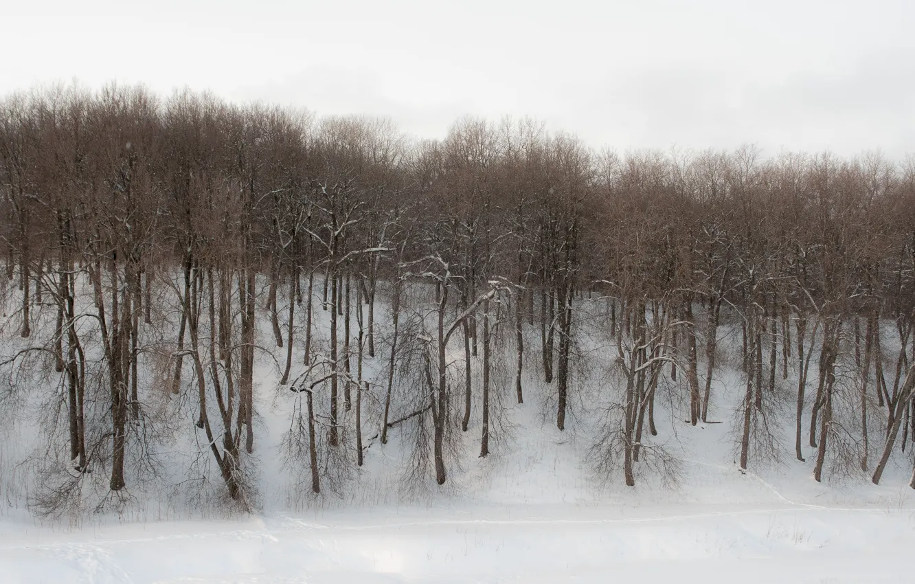 Photo wallpaper winter, forest, trees, overcast