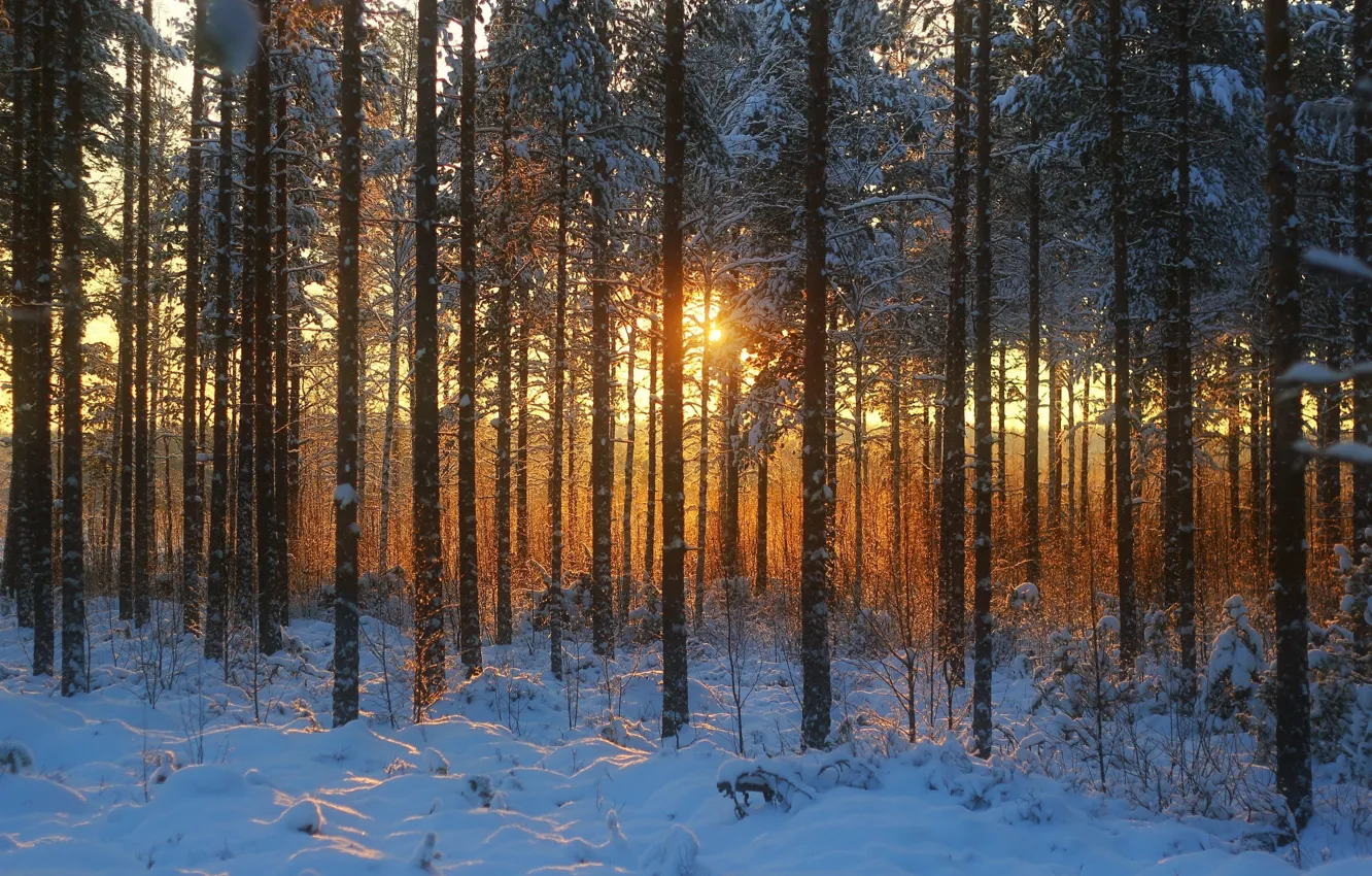 Photo wallpaper winter, forest, photo