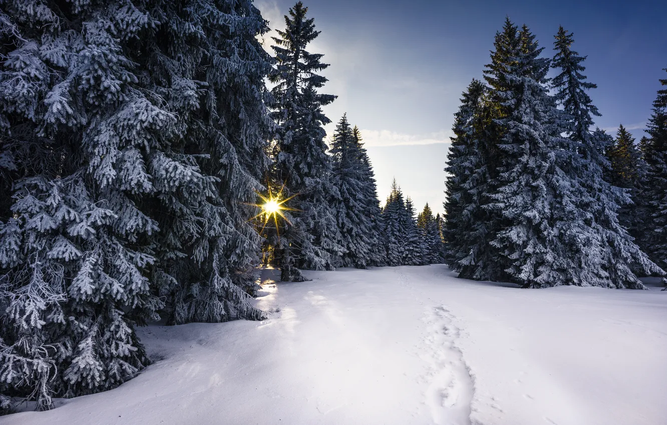 Photo wallpaper winter, forest, nature