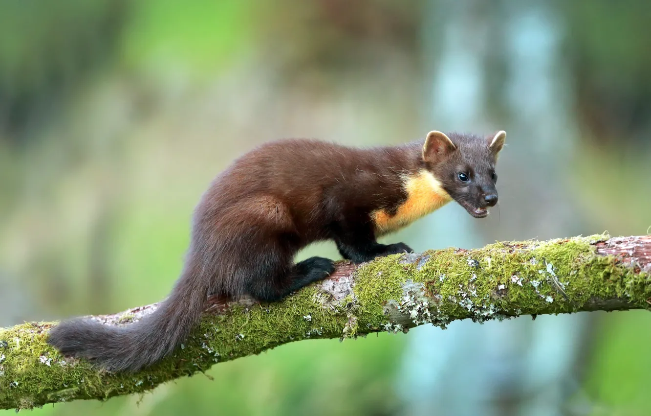 Photo wallpaper trees, nature, Marten