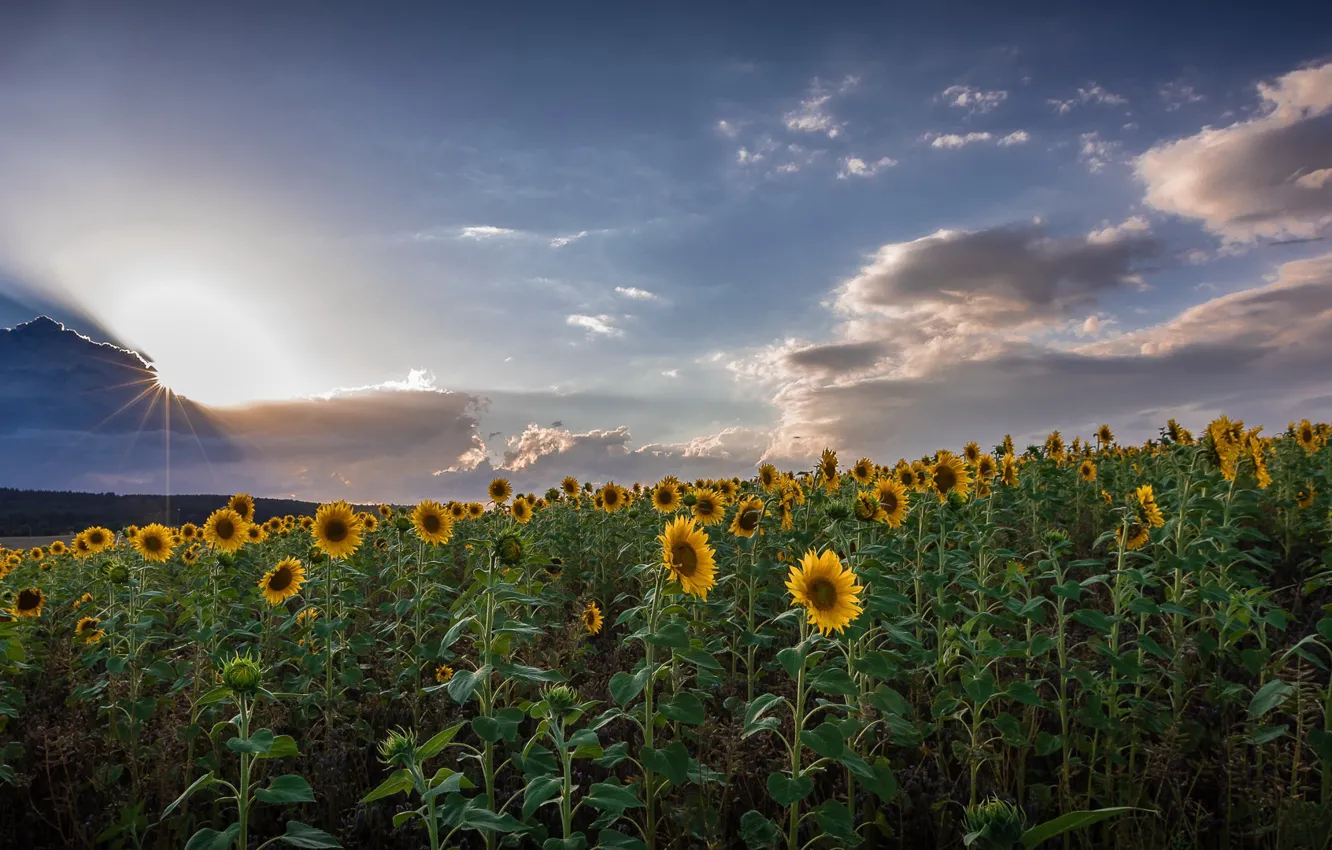 Photo wallpaper field, summer, sunflowers, nature