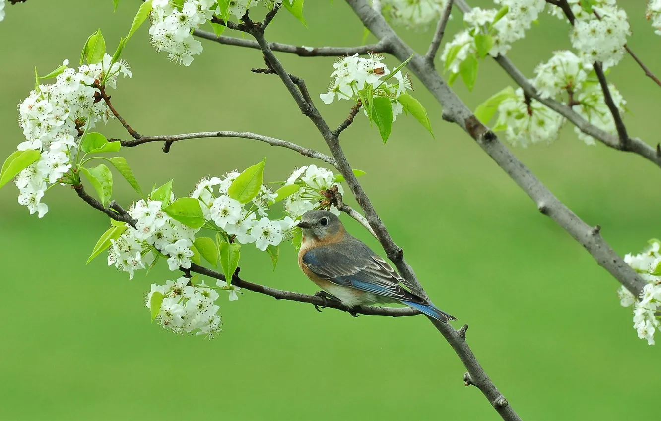 Photo wallpaper branches, tree, bird, spring, flowering
