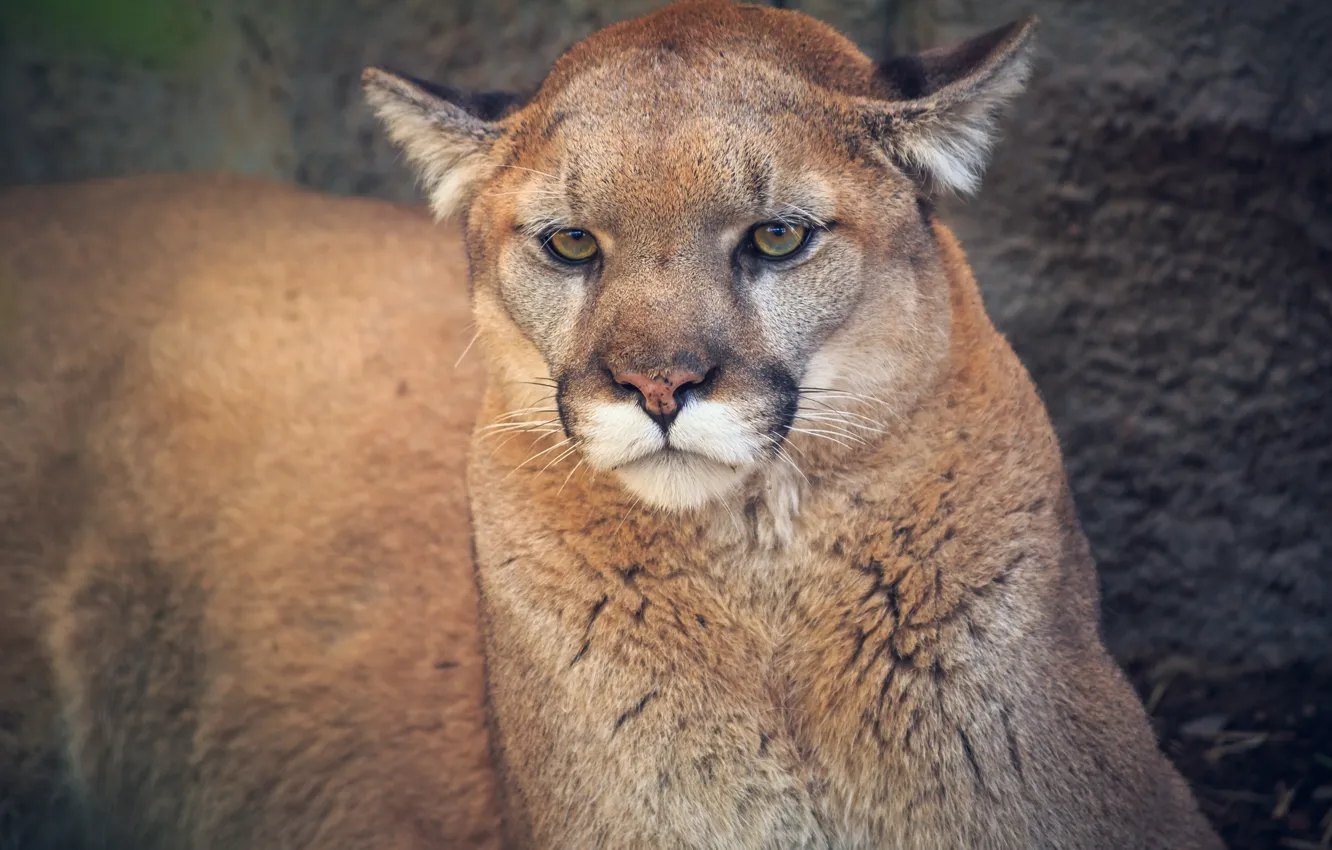 Photo wallpaper look, face, stones, portrait, Puma, Cougar