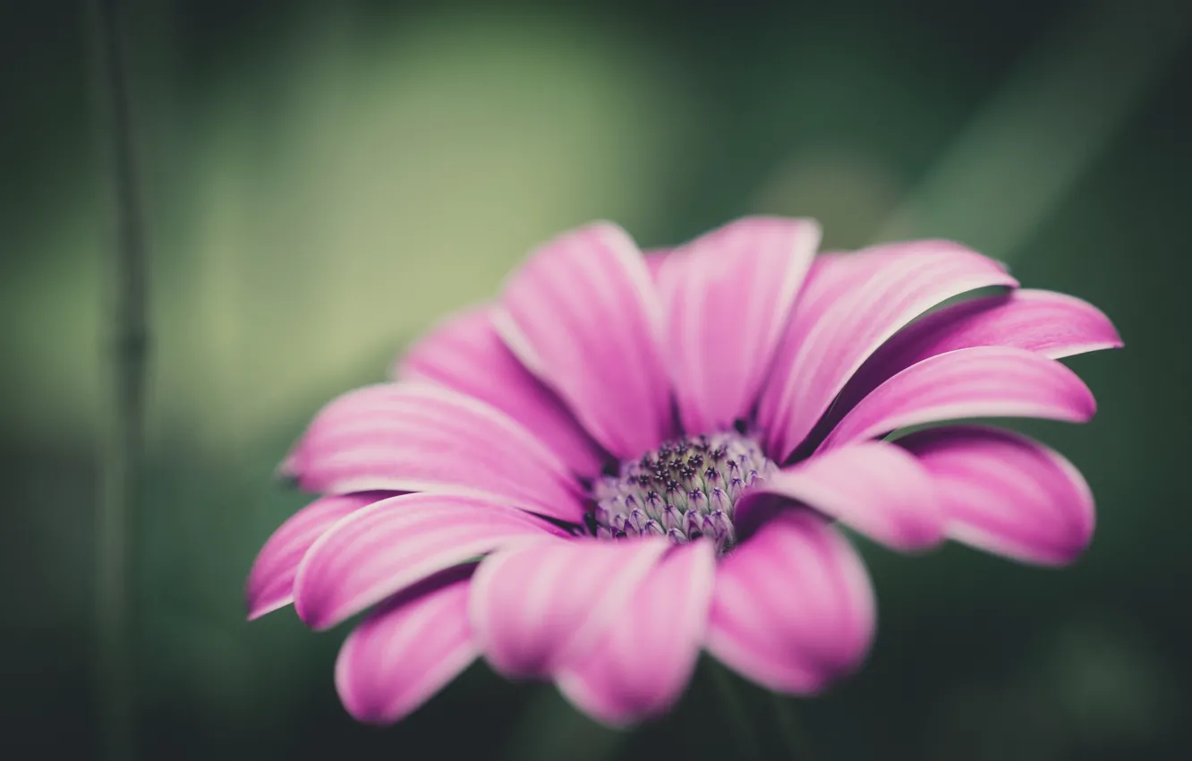 Photo wallpaper flower, macro, focus, petals, Pink