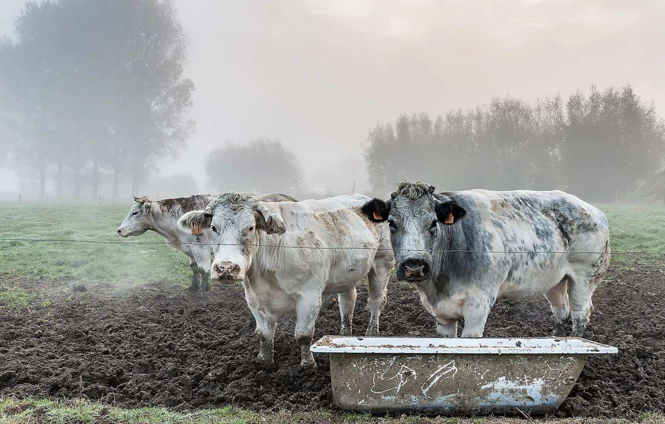 Photo wallpaper nature, fog, cattle